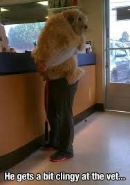 Funny Animal Pictures Funny Dog Pictures Funny Cute Funny Animals