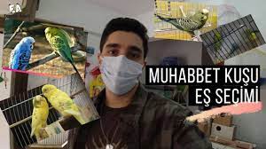 muhabbet kusu es secimi nasil yapilir muhabbet kusu youtube