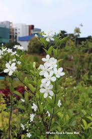 Image result for Wrightia