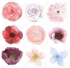 See more ideas about floral drawing, flower drawing, drawings. Set Of Variety Of Flowers Traditional Drawing And Painting By Water Colour On White Background Stock Photo Picture And Royalty Free Image Image 35929166
