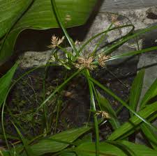 Image result for Cyperus cuspidatus