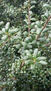 Odkryj ilex crenata convexa japanese holly bush stockowych obrazów w hd i miliony innych beztantiemowych zdjęć stockowych, ilustracji i wektorów w kolekcji shutterstock. Ilex Crenata Convexa Japanese Holly Hedge For Sale Online Uk