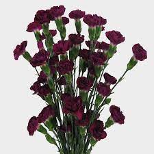 Rose, purple carnation, bell flower, succulent, eucalyptus, agonis, brunia. Deep Purple Carnations