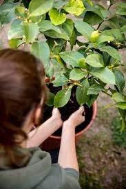 If none are present, consider 2 or 3 below. How To Grow And Care For A Potted Lemon Tree Gardening Chores