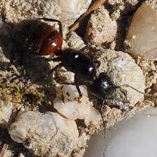 West milford, new jersey census data & community profile. Carpenter Ant Removal In Passaic County Nj