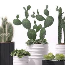 Plant 3dskymodel Download 3dmodel Free 3d Models 574 Plant Decor Plants Cactus Plants
