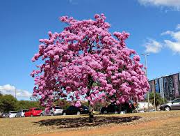 Image result for Handroanthus sp. near impetiginosus