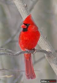 Small Birds That Look Like Cardinals Cardinal Cardinal Birds Beautiful Birds Pet Birds