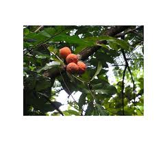 Image result for Landolphia owariensis