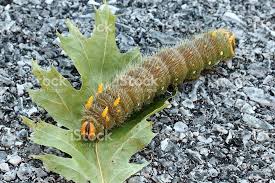 Black And Red Caterpillar With Horn Imperial Moth Caterpillar Royalty Free Stock Photo Moth Caterpillar Moth Stock Photos