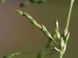 Image result for Ehrharta erecta