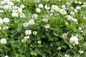 Green gobbler vinegar weed killer | best white clover killer. White Clover Trifolium Repens Research Weed Control Advice