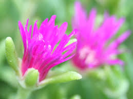 Maybe you would like to learn more about one of these? Delosperma Ground Cover Is The Hardy Ice Plant Right For Your Garden Dengarden