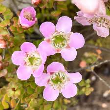 Image result for Hippocratea parvifolia