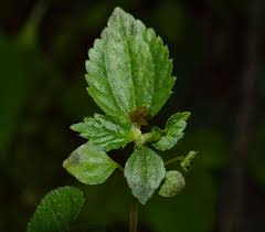 Image result for Lecanthus peduncularis