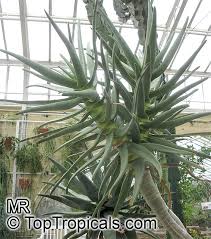 Image result for Aloidendron