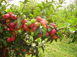 Alternance Chez Les Fruitiers Pourquoi Des Fruits Une Annee Sur Deux