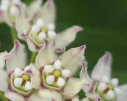 Image result for Marsdenia cynanchoides