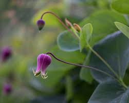 Image result for Cissus glaucophylla