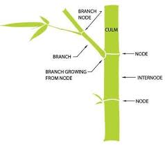 How To Grow Bamboo From Cuttings Growing Bamboo Bamboo Garden Bamboo Plants