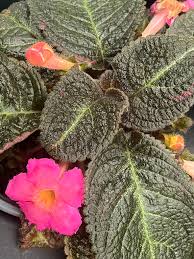 Image result for Episcia