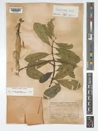 Image result for Oncinotis glabrata