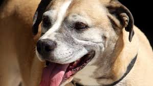 We're a 501c3 organization based out of pennsylvania, and serve the surrounding areas. American Pugabull Dog Breed Pictures Characteristics Facts