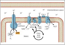 Oxidative Phosphorylation Biology Article Khan Academy