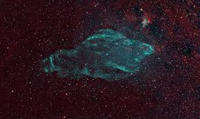 Image result for Searsia nebulosa