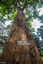 Image result for Pterocarpus
