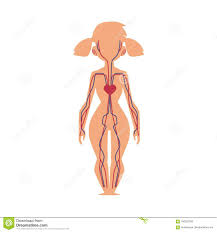 Anatomy Chart Of Human Blood System Female Body Stock