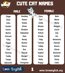 So, an exotic and meaningful name will be the best choice for. Cat Names Top 160 Most Popular And Cute Kitten Names Love English Cat Names Cute Cat Names Kitten Names