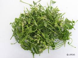 Image result for Basella