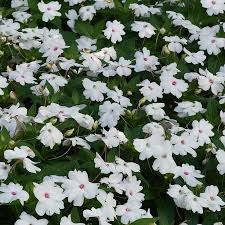 Image result for Impatiens shirensis