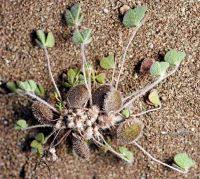 Image result for Marsilea subterranea