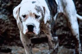 Gisteren van manderscheid naar kyllburg. Zuruck Nach Hause Die Unglaubliche Reise 1993 Film Cinema De