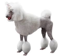 Finding the right poodle miniature puppy can be dog gone hard work. 12 Best Poodle Cuts And Hairstyles From The 1950s To Now All Things Dogs