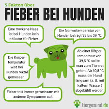 Mein Hund Hat Fieber Was Tun Tiergesund De