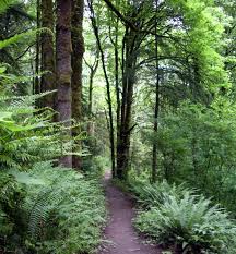 Understandably, these are taking longer to arrange. Forest Park Portland Oregon Wikipedia