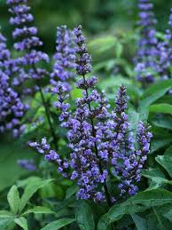 Image result for Vitex madiensis