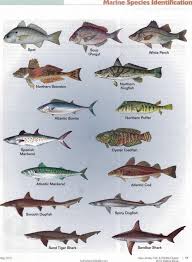 New Jersey Fish Identification Chart 2 Divebuddy Com