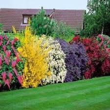 Bluhende Hecke Immergruner Garten Straucher Garten Garten