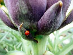 But unless you know how to attract ladybugs and keep them there, they'll likely fly away before they can make a 3 secrets to attracting ladybugs to your garden and getting them to stay. How To Attract Ladybugs To Your Garden And Why You Want To Garden Betty