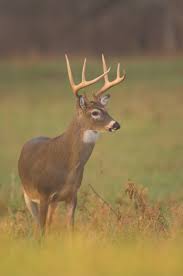 We provide fixtures, live scores, results and tables from the premier league, serie a, laliga, the bundesliga, ligue 1 and. White Tail Deer In Tennessee State Of Tennessee Wildlife Resources Agency