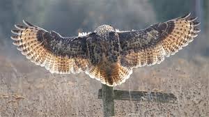 file_4073x2283_007288