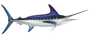 Black And White Striped Fish Florida Striped Marlin Fishmount Marlin Fish Replica Marlin Fish Fish Art