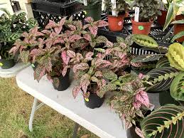 Image result for Nesaea sarcophylla