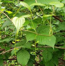 Image result for Dioscoreaceae