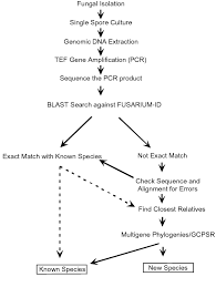 Figure 2 From Fusarium Id V 1 0 A Dna Sequence Database