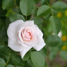 Hanno le foglie fini allungate ed i fiori sembrano boccioli di rose gialle senza spine. 41 Idee Su Rose Nel 2021 Fiori Orchidee Rosa Giardino Rosa
